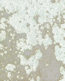 Louise Holland - Spatial Designer